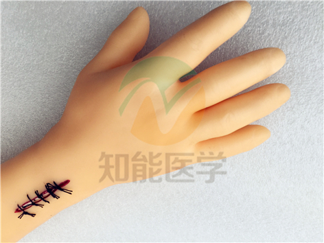 高級外科縫合手臂模型正面 高級外科縫合手臂模型正面