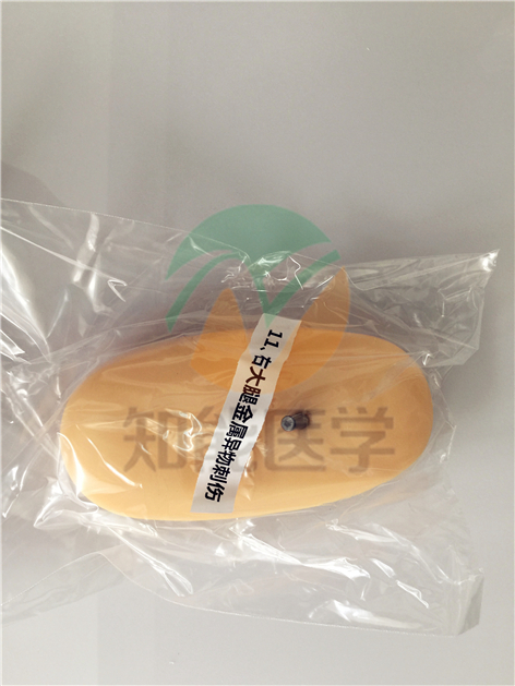 全功能創(chuàng)傷護(hù)理模擬人