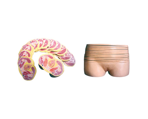 知能醫學模型女性盆部橫斷斷層解剖模型 BIX-A3002 知能醫學模型女性盆部橫斷斷層解剖模型 BIX-A3002