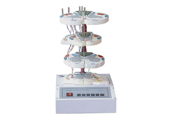 脊髓的內部結構模型