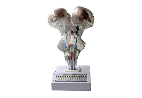 腦神經核立體關系電動模型產品功能測試報告