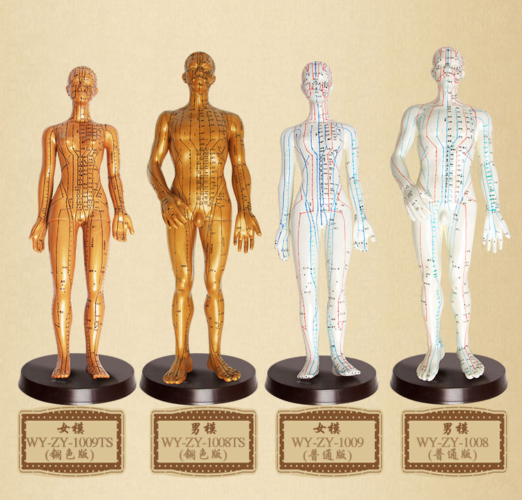中醫針灸模型