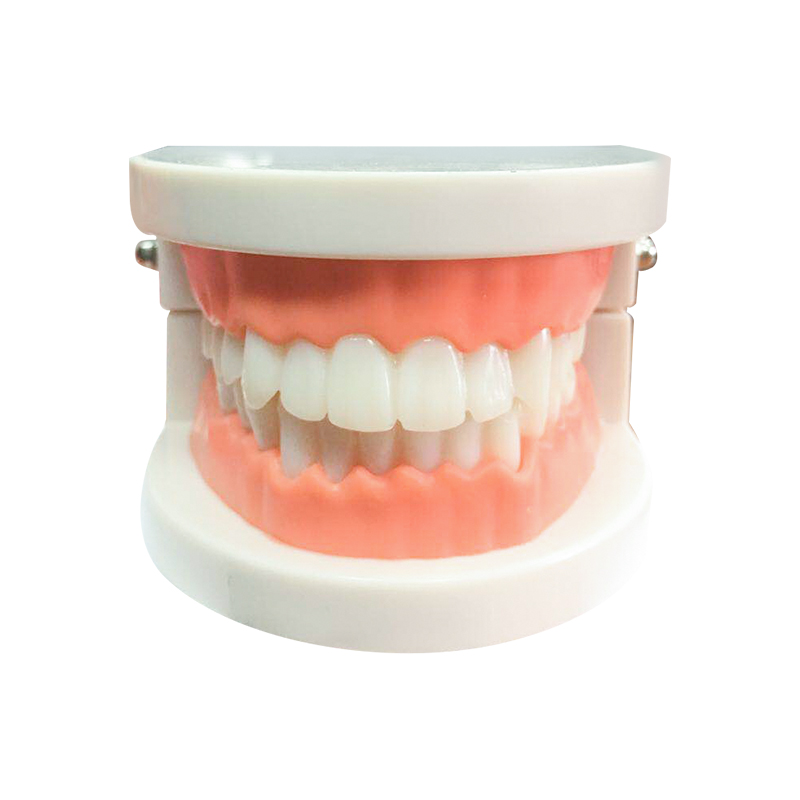 口腔護理模型 口腔護理模型