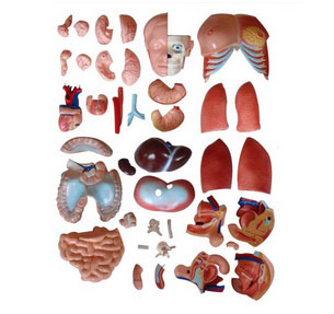 知能醫學模型兩性互換軀干模型(85cm 40件) BIX-A1043 知能醫學模型兩性互換軀干模型(85cm 40件) BIX-A1043