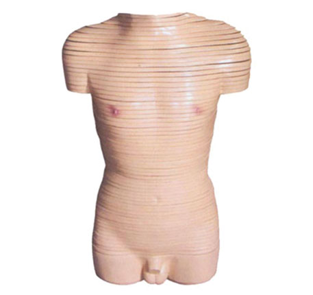 男性軀干橫斷斷層解剖模型