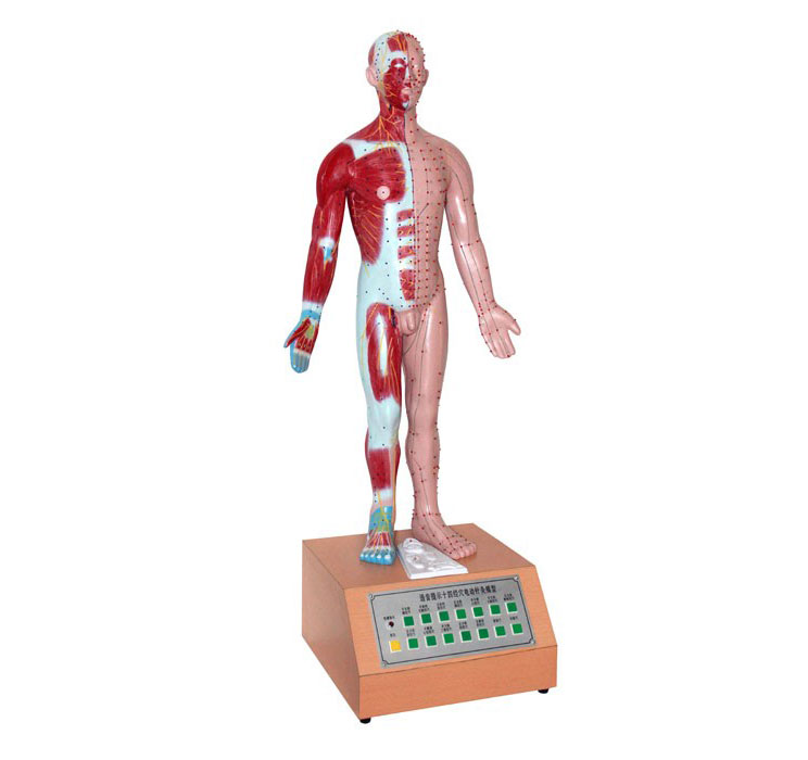 知能醫學電動十四經穴針灸模型 BIX-A2126 知能醫學電動十四經穴針灸模型 BIX-A2126