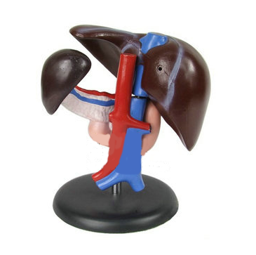 脾、胰、肝、十二指腸解剖模型