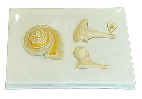 內耳、聽小骨及骨膜放大模型