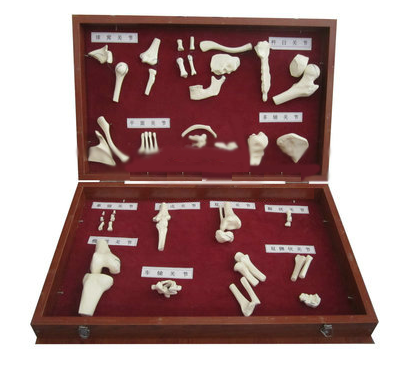 人體骨關節分類模型